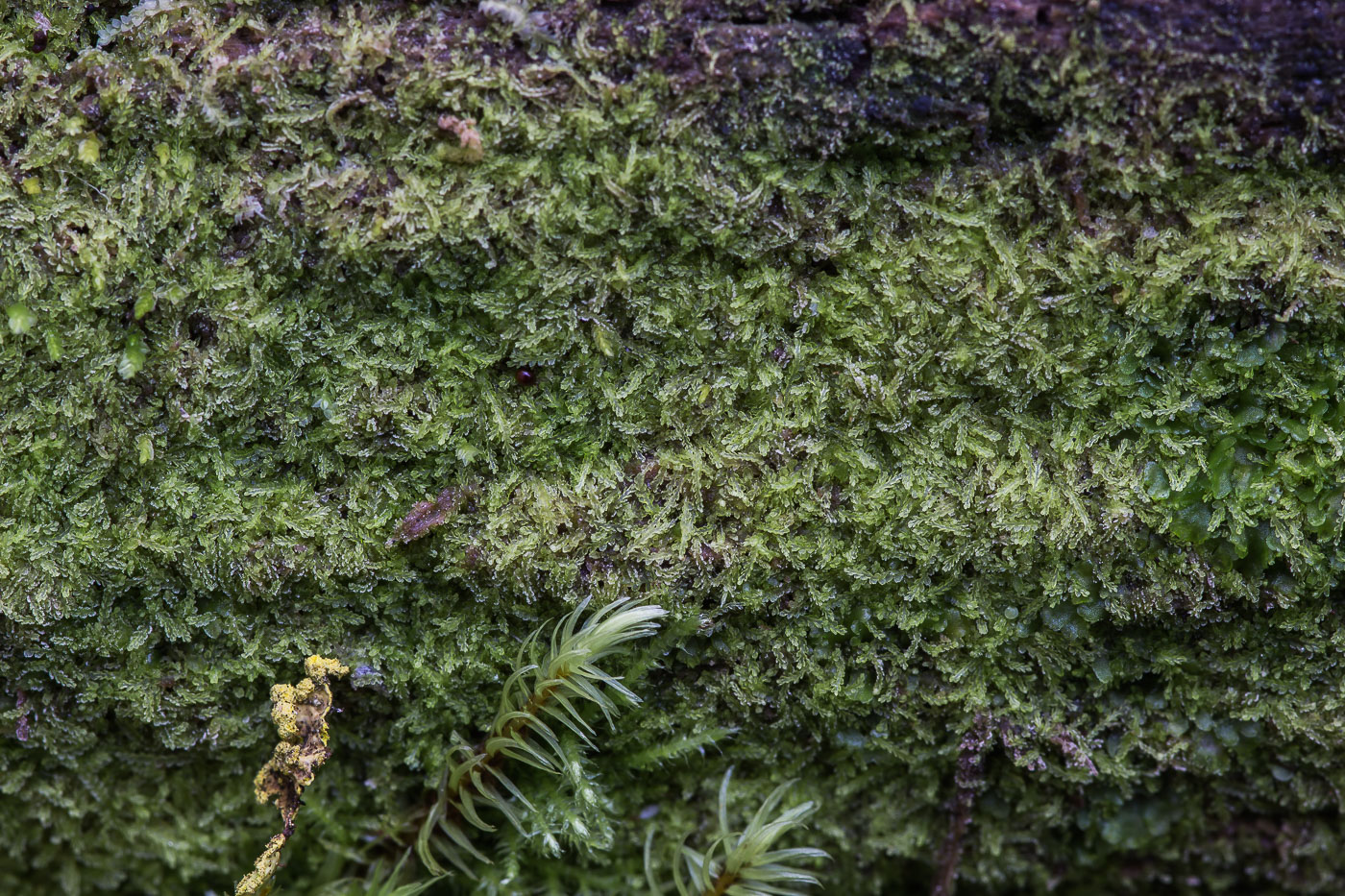 Изображение особи Cephalozia lunulifolia.