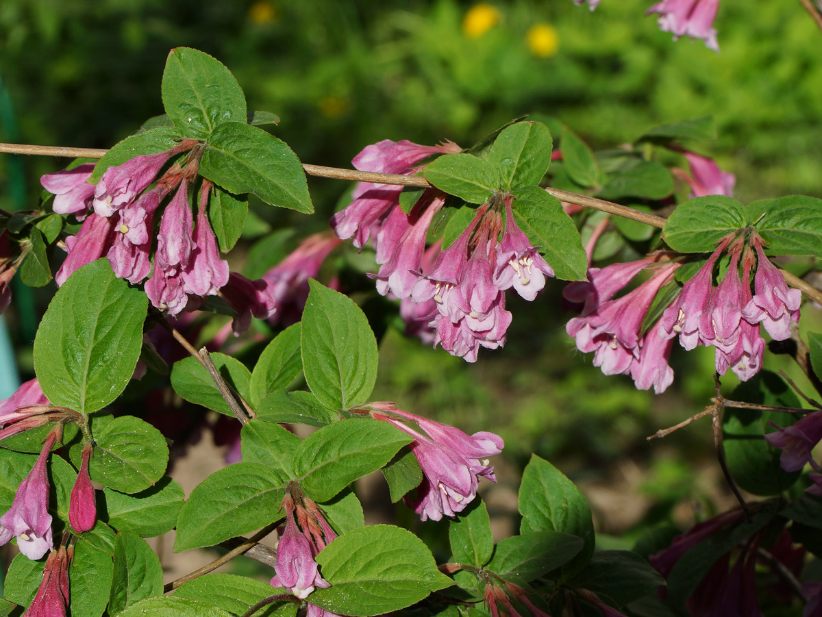 Image of Weigela praecox specimen.