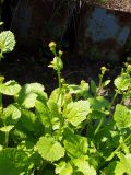 Crambe abyssinica. Начало цветения растения. Украина, г. Запорожье, Институт масличных культур НААН Украины, в культуре. 06.06.2005.