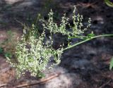 Rumex thyrsiflorus. Соцветие наклонённого побега. Украина, Черкасская обл., Каневский р-н, Региональный ландшафтный парк \"Трахтемиров\", искусственный сосновый лес на песке. 3 июля 2010 г.