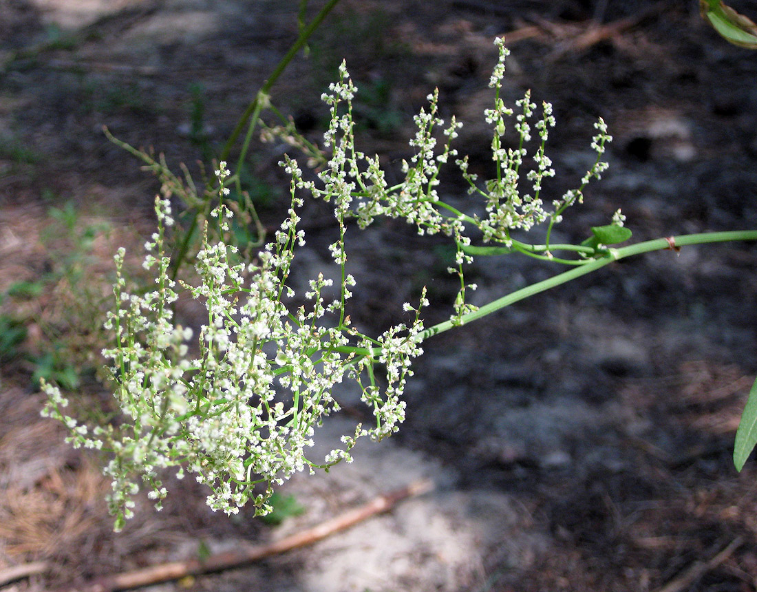 Image of Rumex thyrsiflorus specimen.