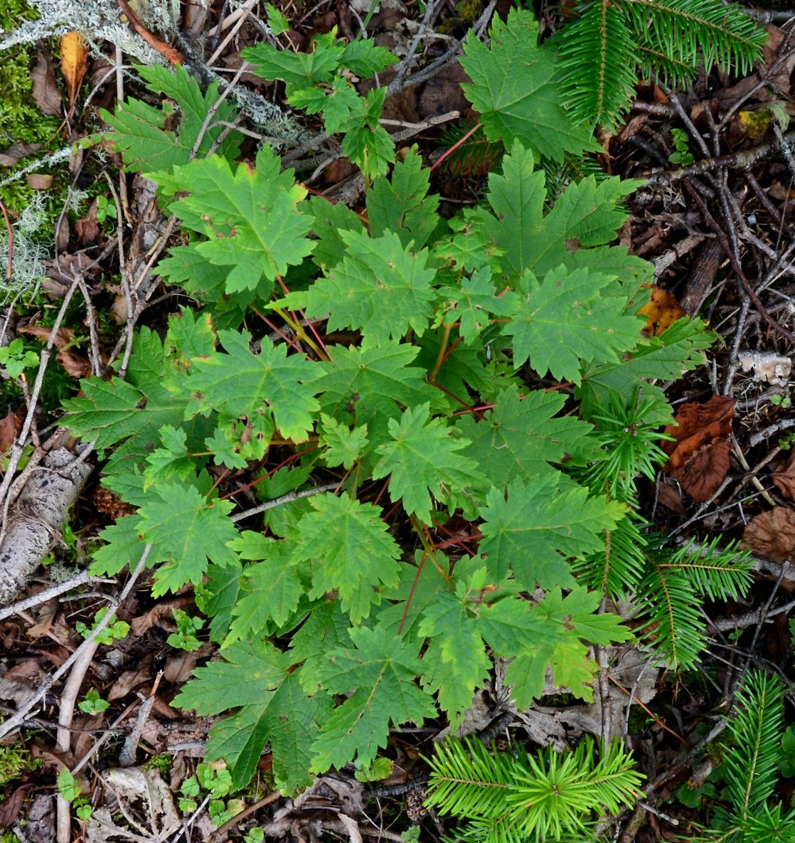 Image of Acer tschonoskii specimen.