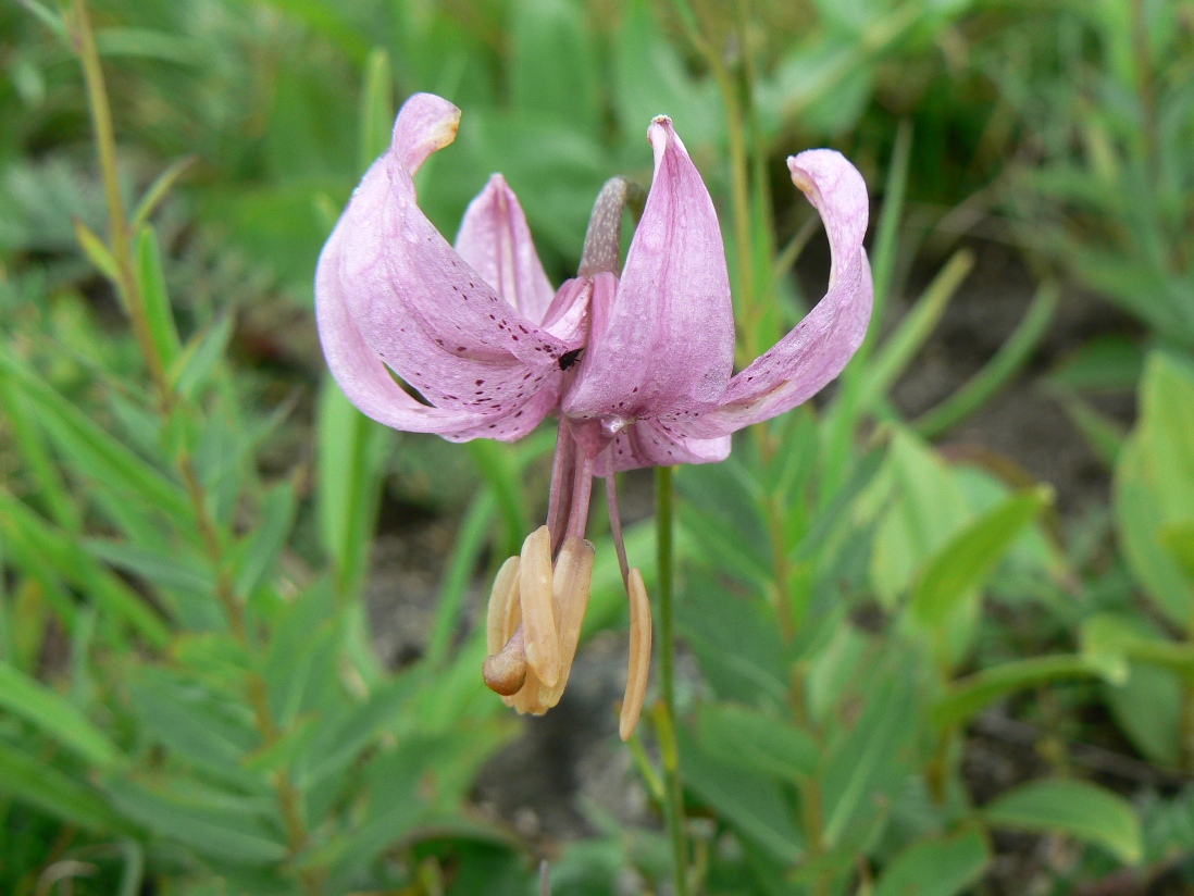 Image of Lilium cernuum specimen.