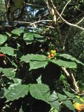 genus Coffea. Ветви с плодами. Испания, Канарские о-ва, Тенерифе, ботанический сад в Пуэрто-де-ла-Крус, в культуре. 6 марта 2008 г.