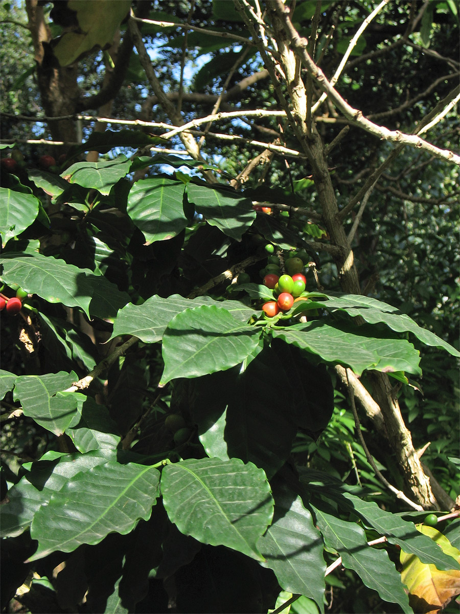 Image of genus Coffea specimen.