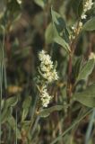 Aconogonon sericeum