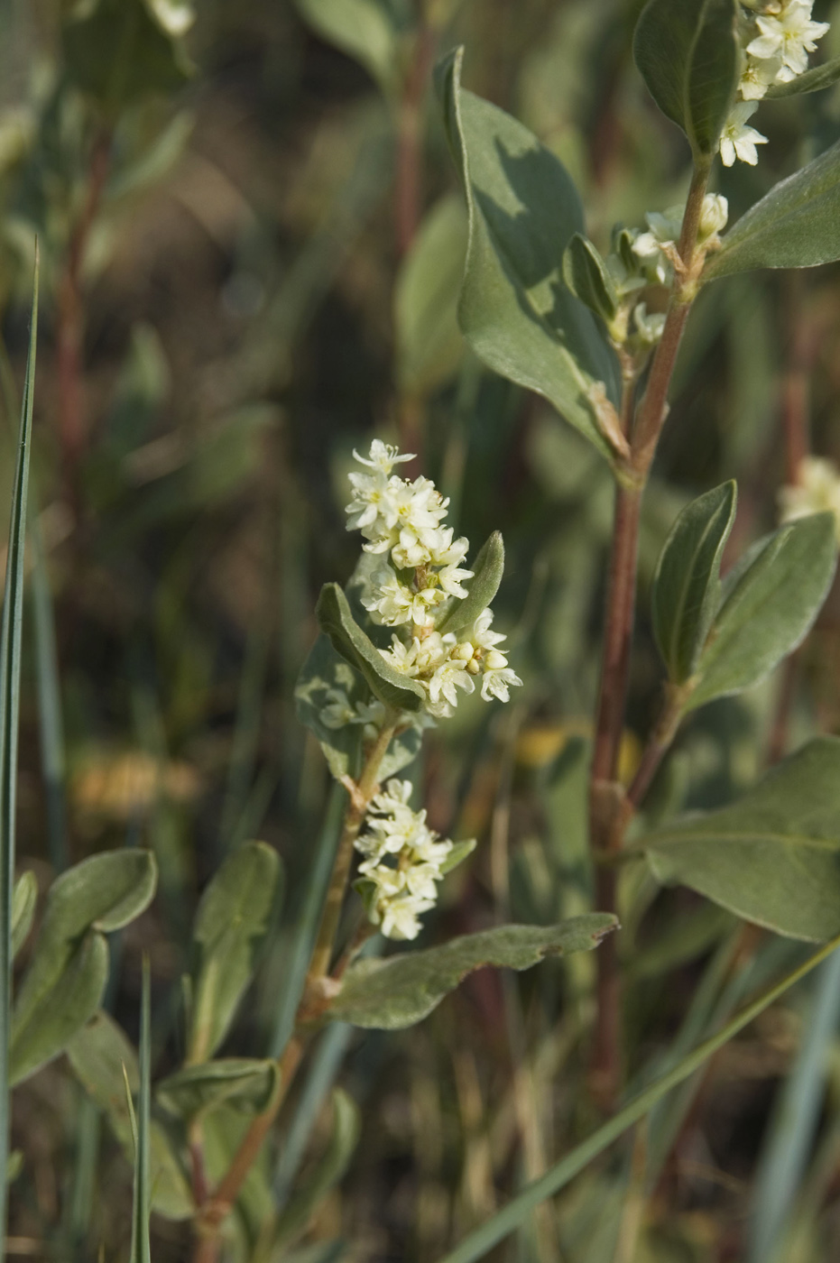 Изображение особи Aconogonon sericeum.