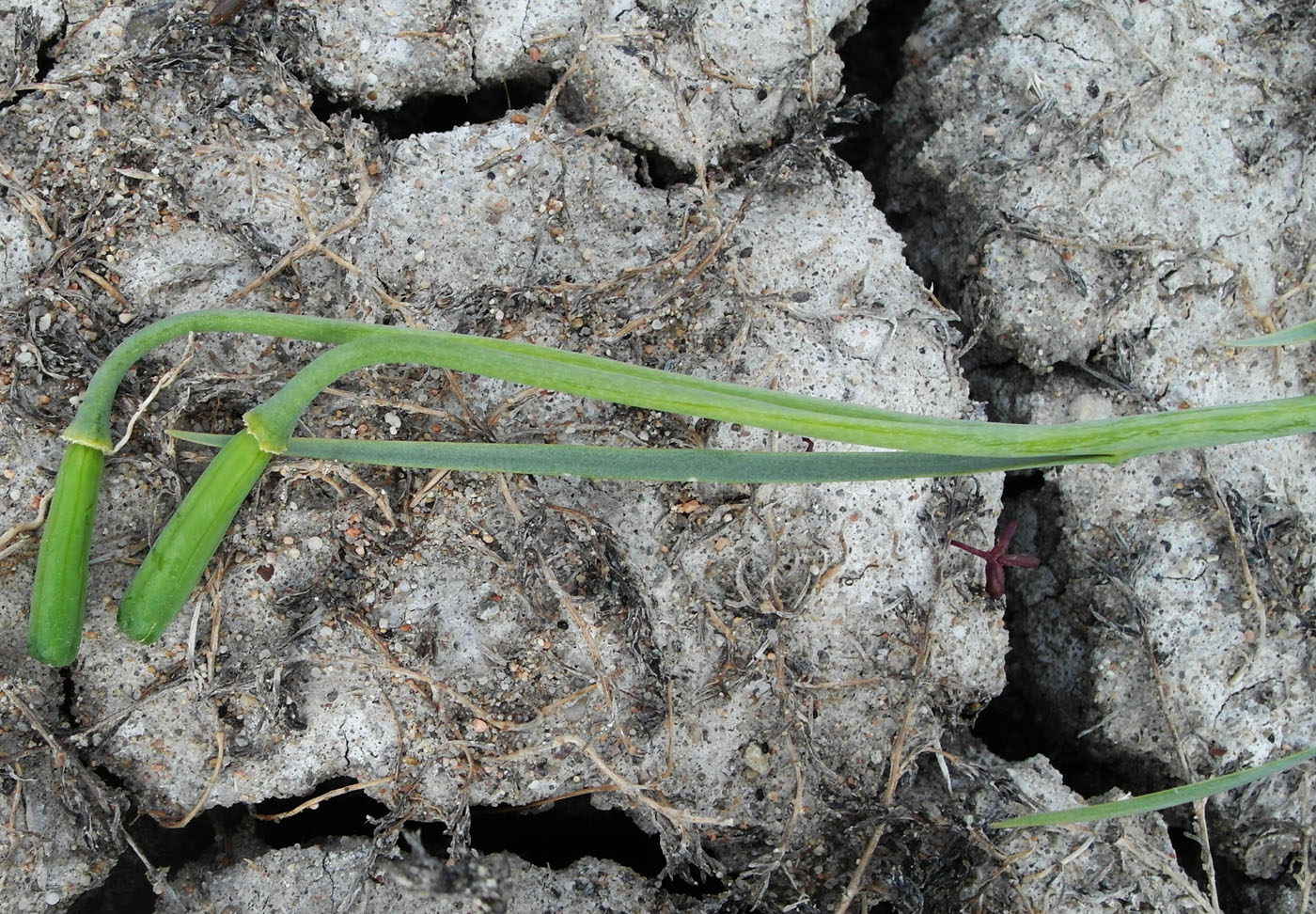 Image of Fritillaria meleagroides specimen.