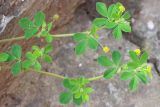 Medicago lupulina. Верхушки побегов с соцветиями. Ростовская обл., г. Таганрог, сорное на газоне. 26.05.2020.