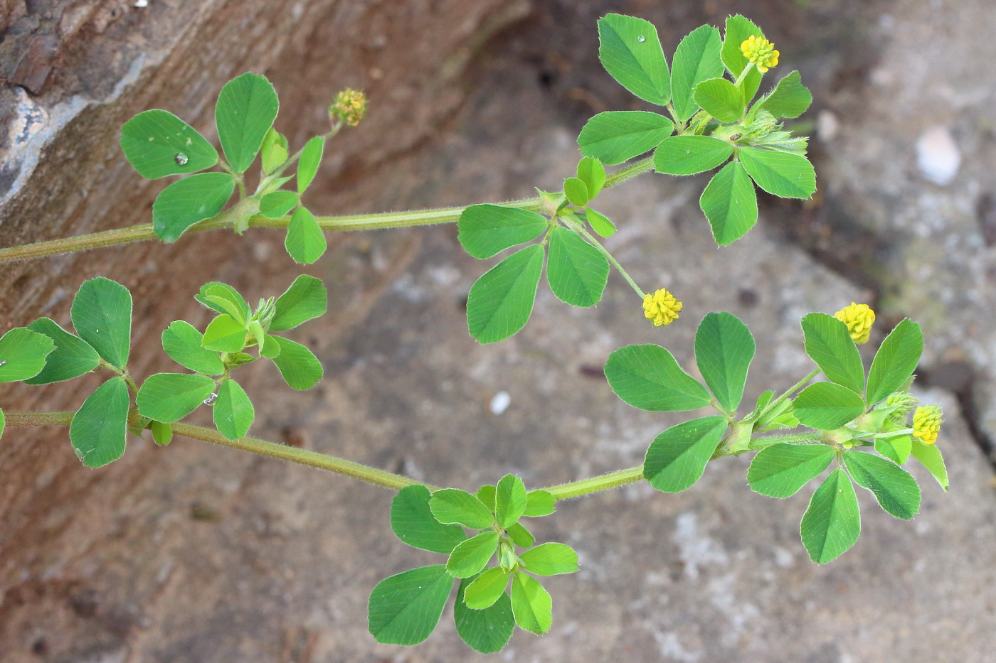 Изображение особи Medicago lupulina.