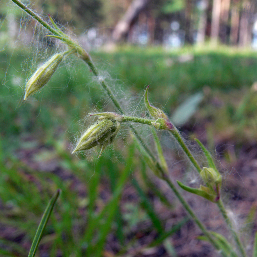 Изображение особи Silene nutans.