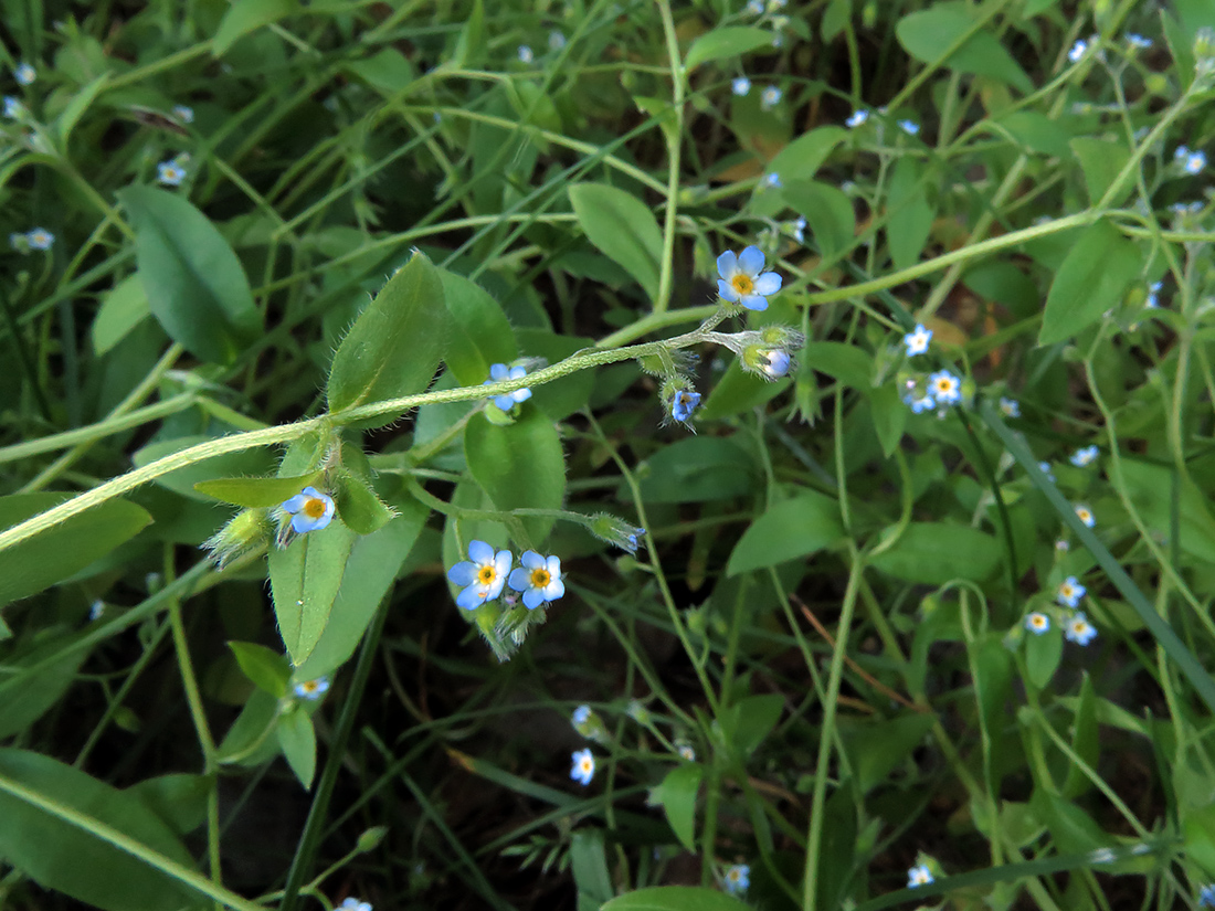 Image of Myosotis sparsiflora specimen.