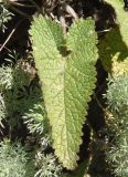 Phlomoides hybrida. Лист. Украина, г. Запорожье, восточная окраина, долина р. Мокрая Московка, левый берег, разнотравная степь. 07.06.2020.