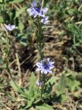 Veronica dentata