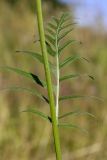 Klasea gmelinii