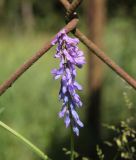 Vicia cracca. Соцветие. Калужская обл., Боровский р-н, окр. дер. Чёлохово, высота 200 м н.у.м, сенокосный луг на старой залежи, у забора. 22 июня 2020 г.