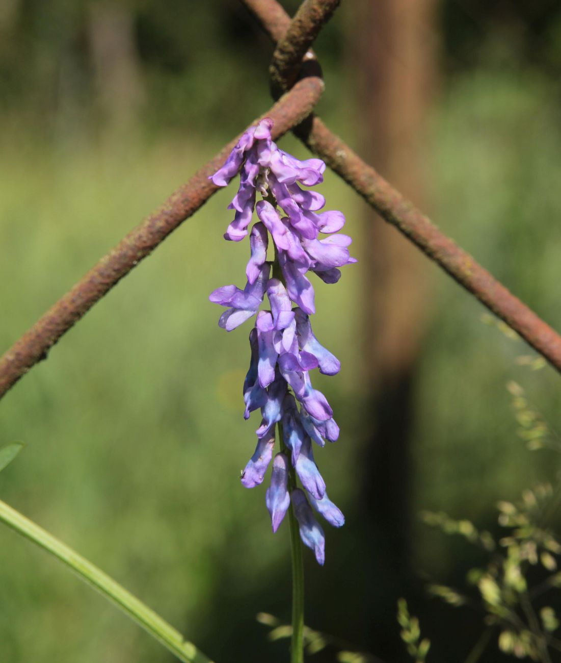 Image of Vicia cracca specimen.