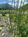 Erysimum brevistylum