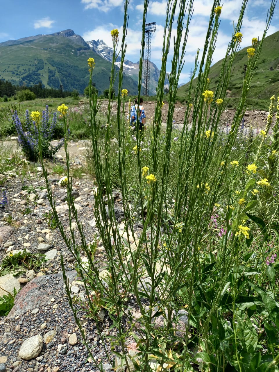 Image of Erysimum brevistylum specimen.