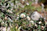 genus Cotoneaster