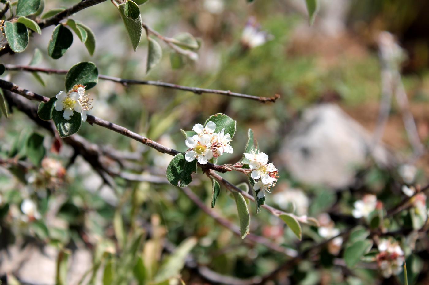 Изображение особи род Cotoneaster.