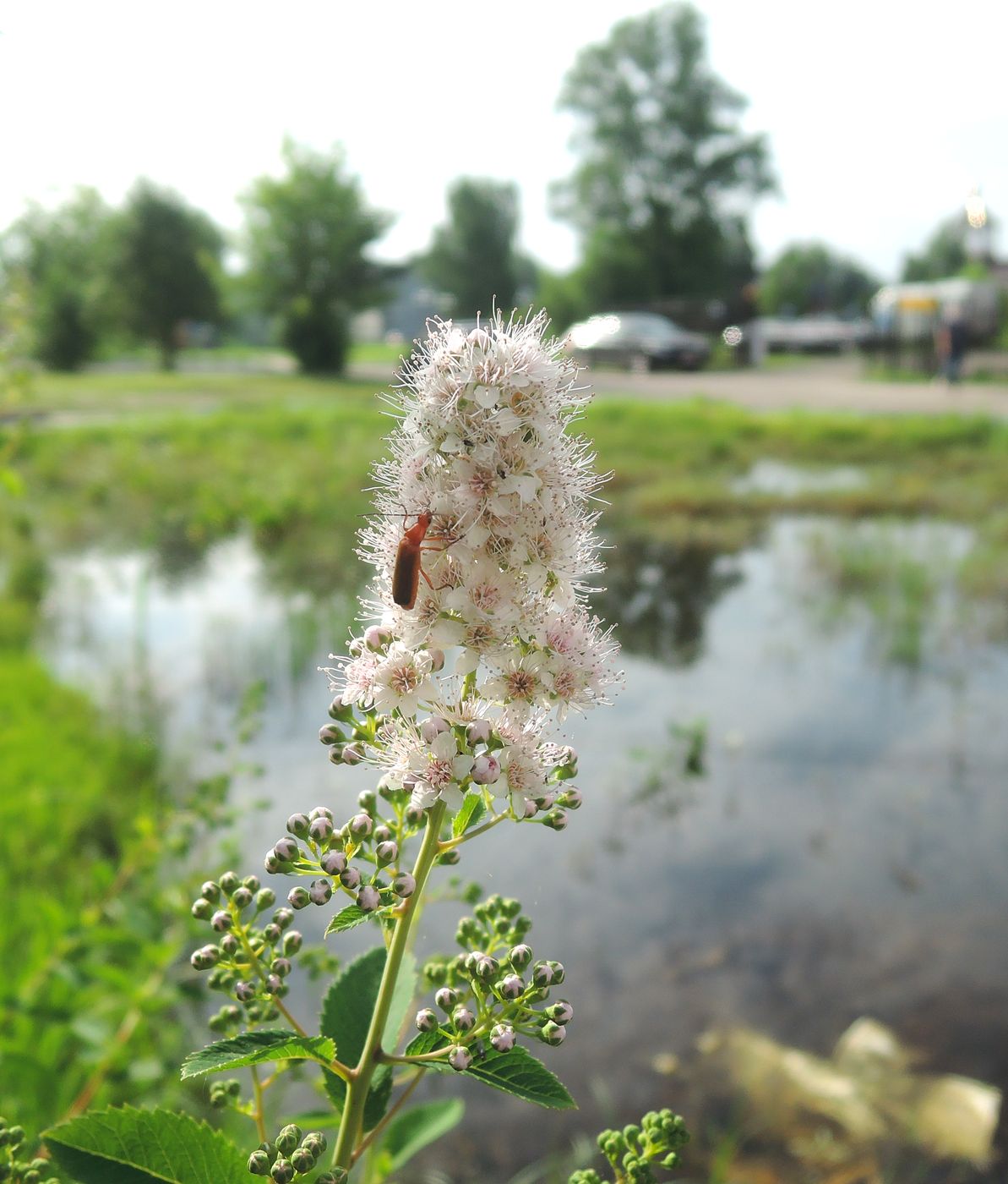 Image of Spiraea alba specimen.