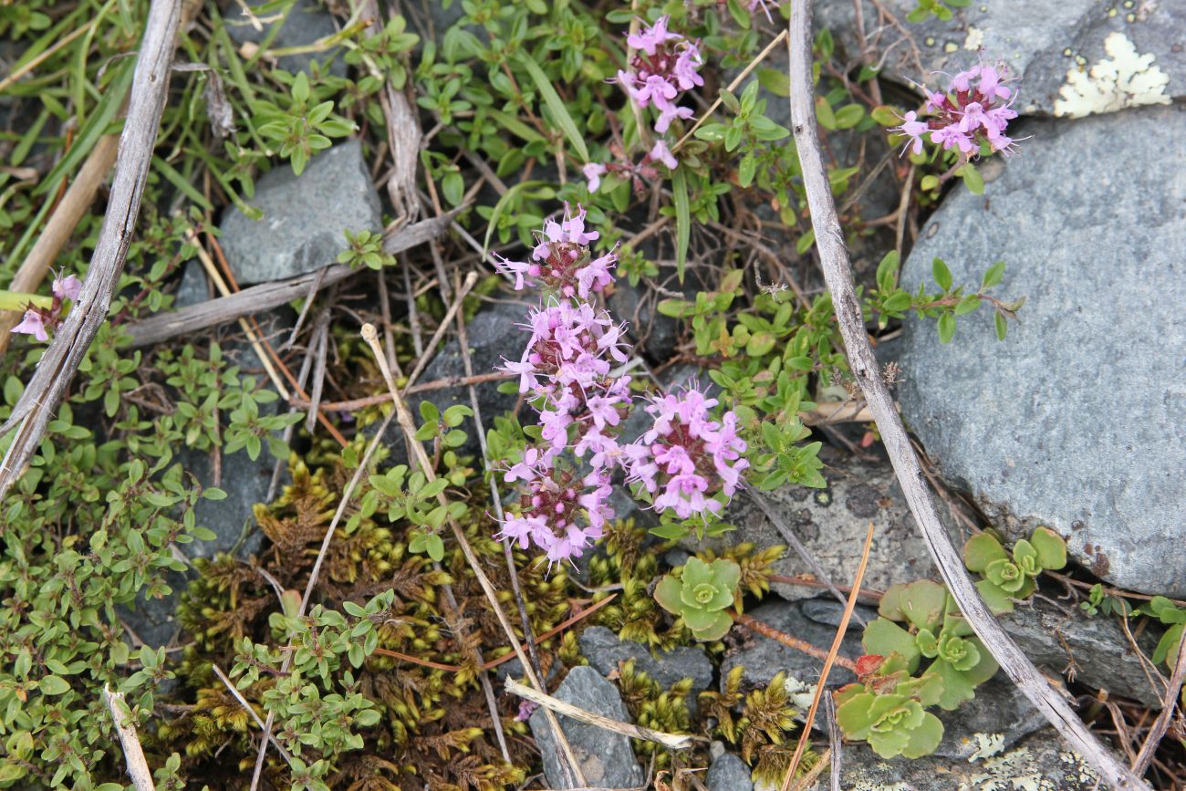 Image of Thymus altaicus specimen.