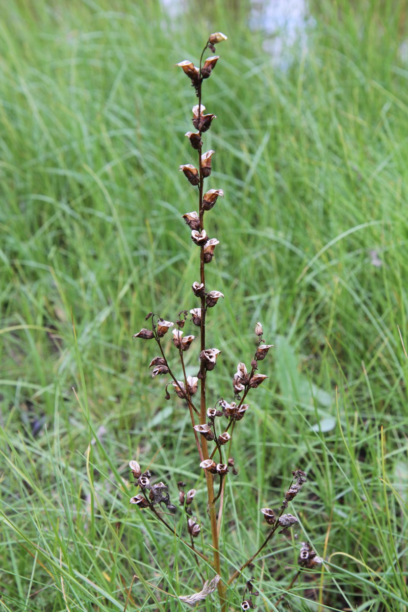 Изображение особи Pedicularis palustris.