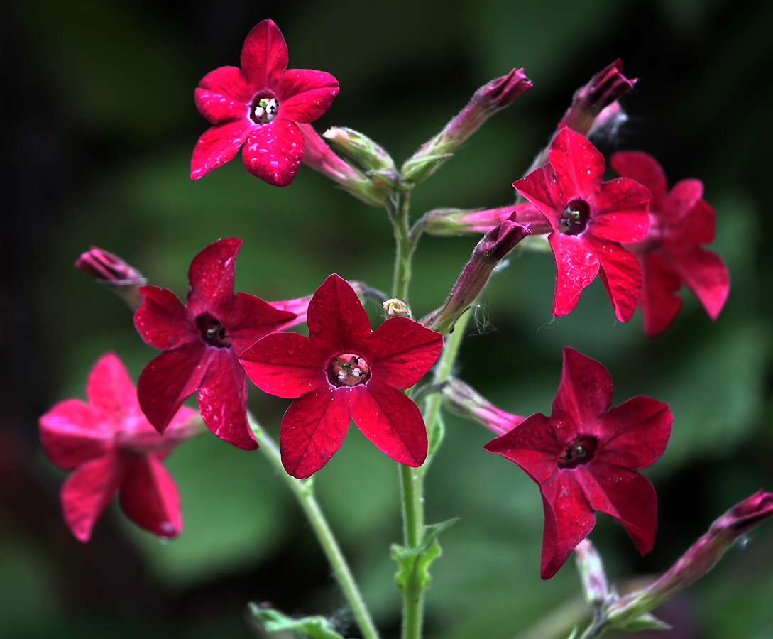 Изображение особи Nicotiana alata.