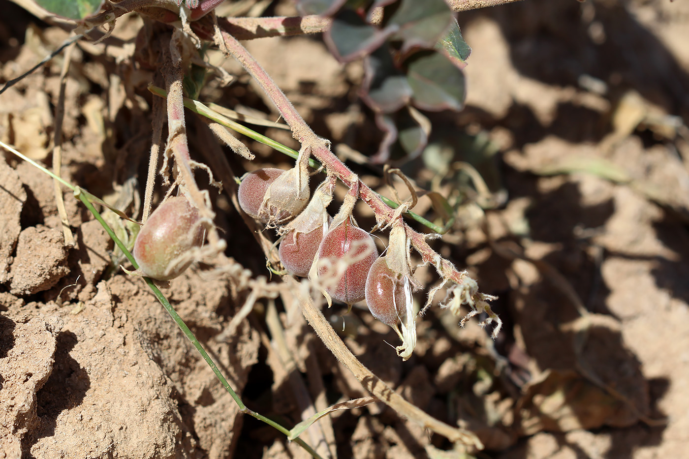 Image of Astragalus pseudoeremophysa specimen.