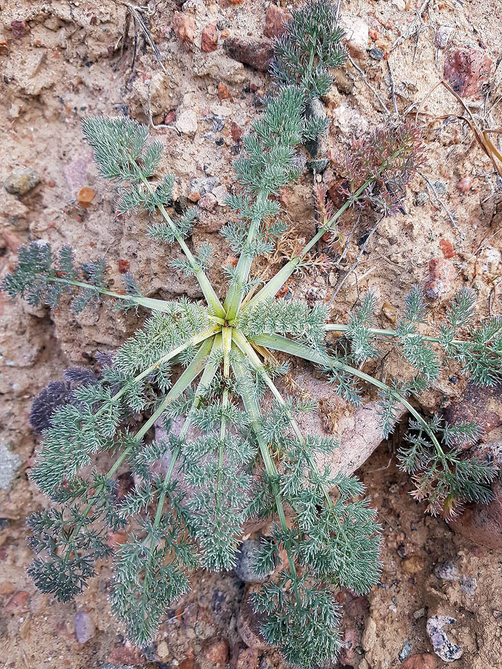 Image of Mogoltavia sewerzowii specimen.