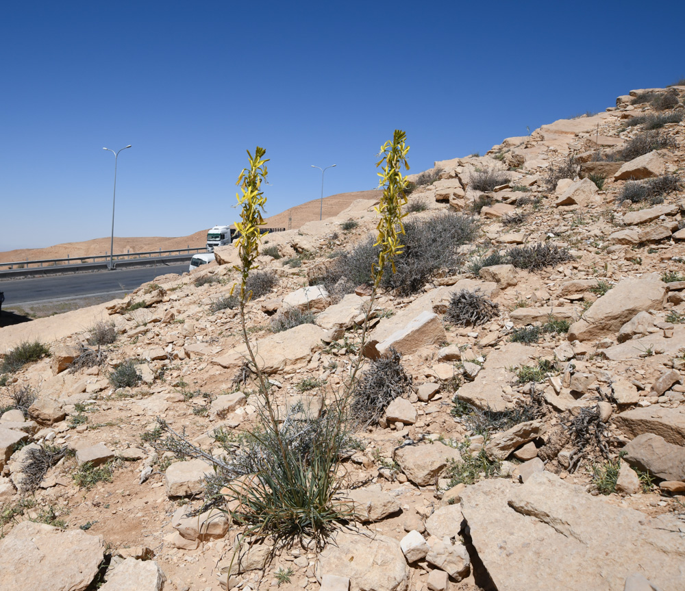 Изображение особи Asphodeline lutea.