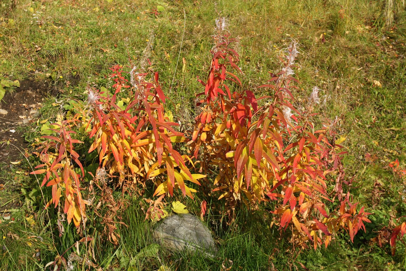 Image of Chamaenerion angustifolium specimen.