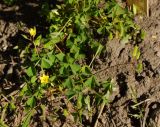 Oxalis stricta