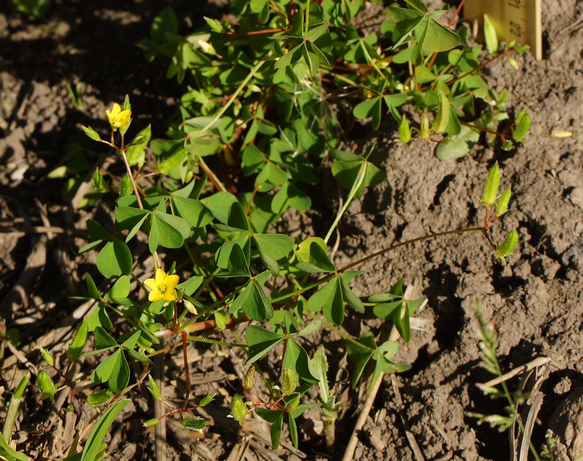 Изображение особи Oxalis stricta.