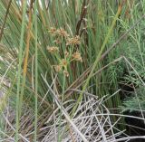 Cyperus marginatus. Верхушка побега с соцветием. Намибия, регион Erongo, южная граница г. Свакопмунд, пойма р. Свакоп. 05.03.2020.