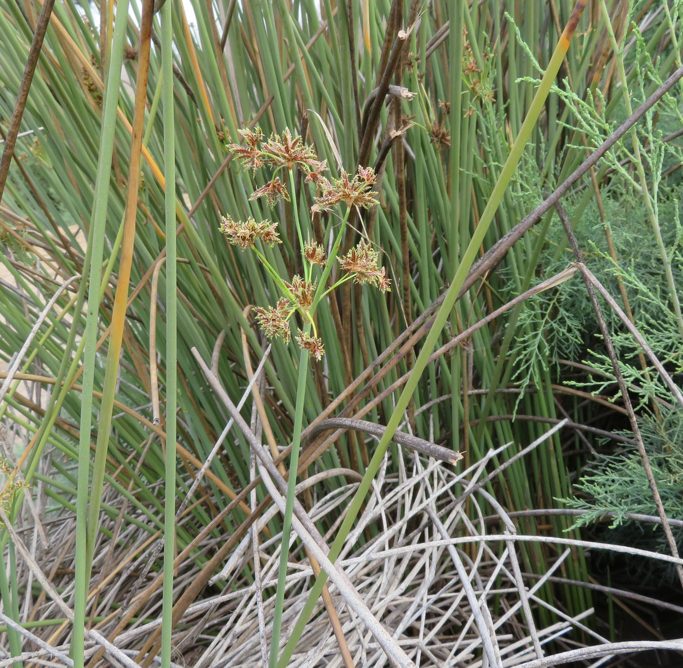 Изображение особи Cyperus marginatus.