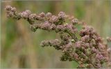 Chenopodium album. Верхушка побега с соцветием. Чувашия, окр. г. Шумерля, ст. Кумашка, ж.-д. насыпь. 9 сентября 2010 г.