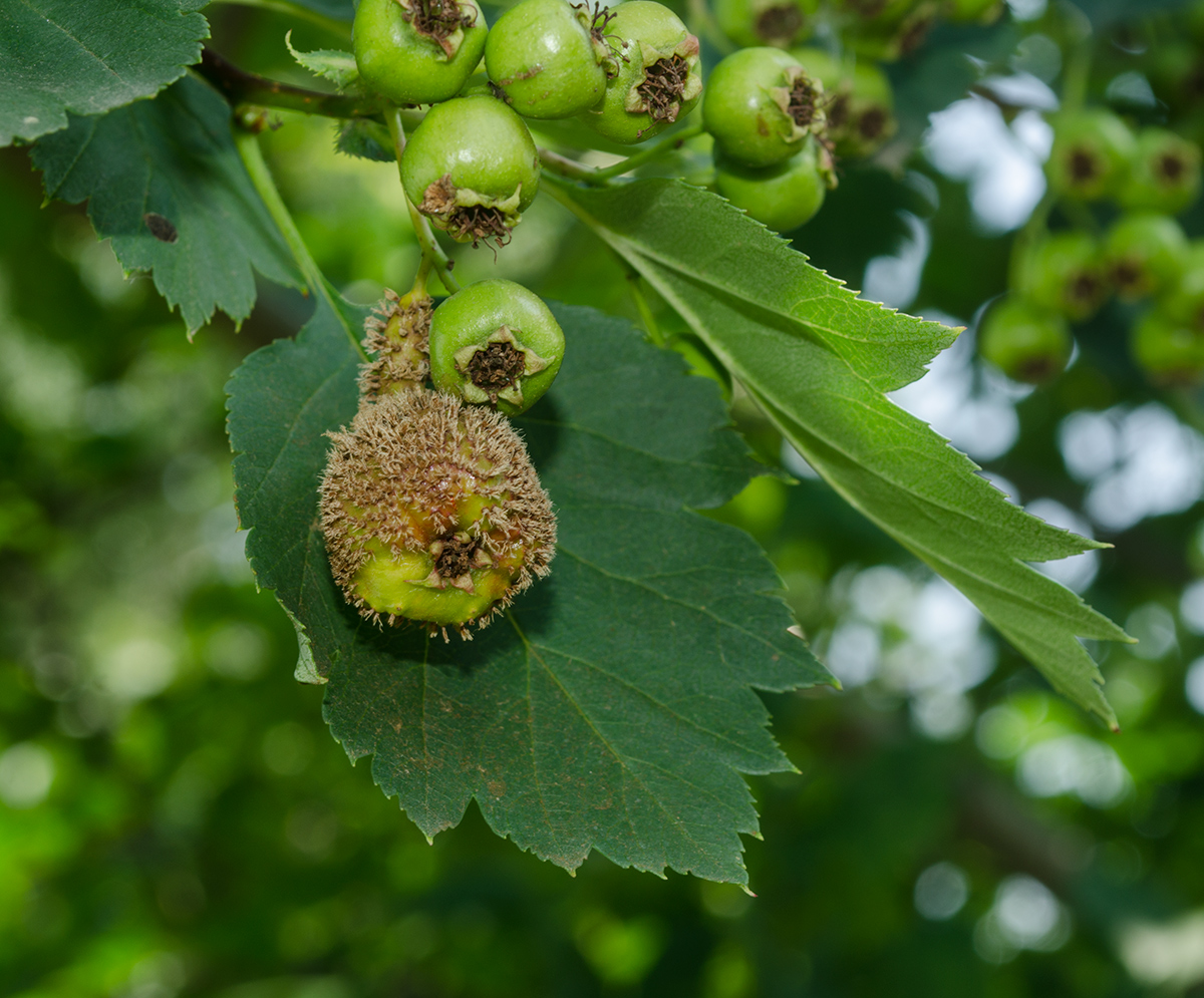 Изображение особи род Crataegus.