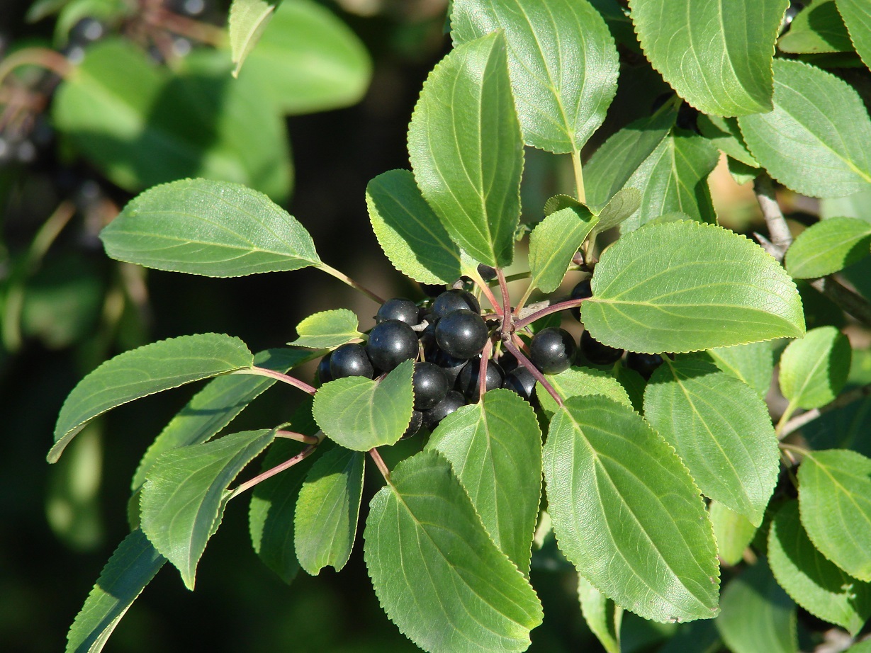 Image of Rhamnus cathartica specimen.