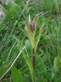 Cirsium simplex. Верхушка растения с развивающимися соцветиями; некоторые листья поражены ржавчинным грибом. Кабардино-Балкария, Эльбрусский р-н, долина р. Ирикчат, ок. 2650 м н.у.м., субальпийский луг. 06.07.2020.