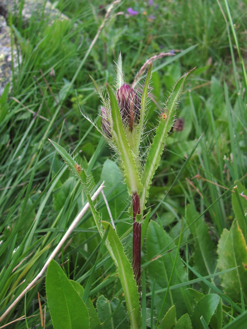 Изображение особи Cirsium simplex.