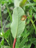 Salix kazbekensis. Лист с галлом (вид снизу). Кабардино-Балкария, Эльбрусский р-н, долина р. Ирикчат, ок. 2650 м н.у.м., близ р. Ирикчат. 07.07.2020.