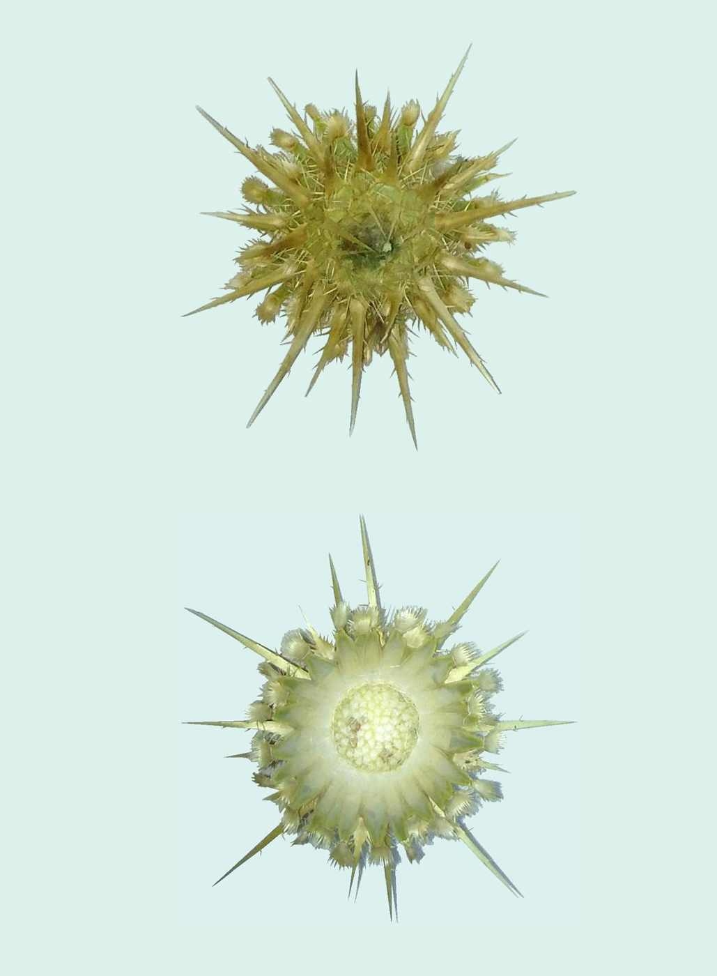 Image of Centaurea sosnovskyi specimen.