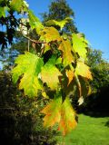 Acer saccharinum