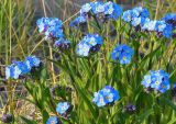 Myosotis asiatica