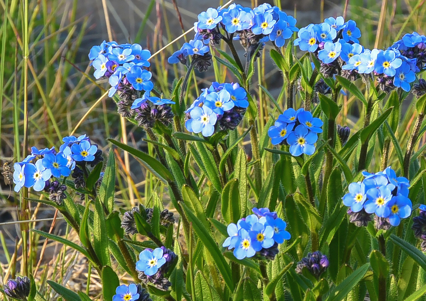 Изображение особи Myosotis asiatica.