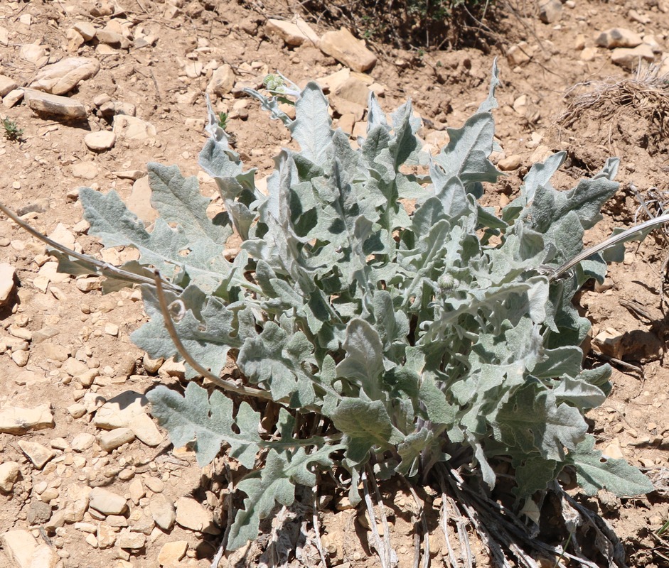 Изображение особи семейство Asteraceae.