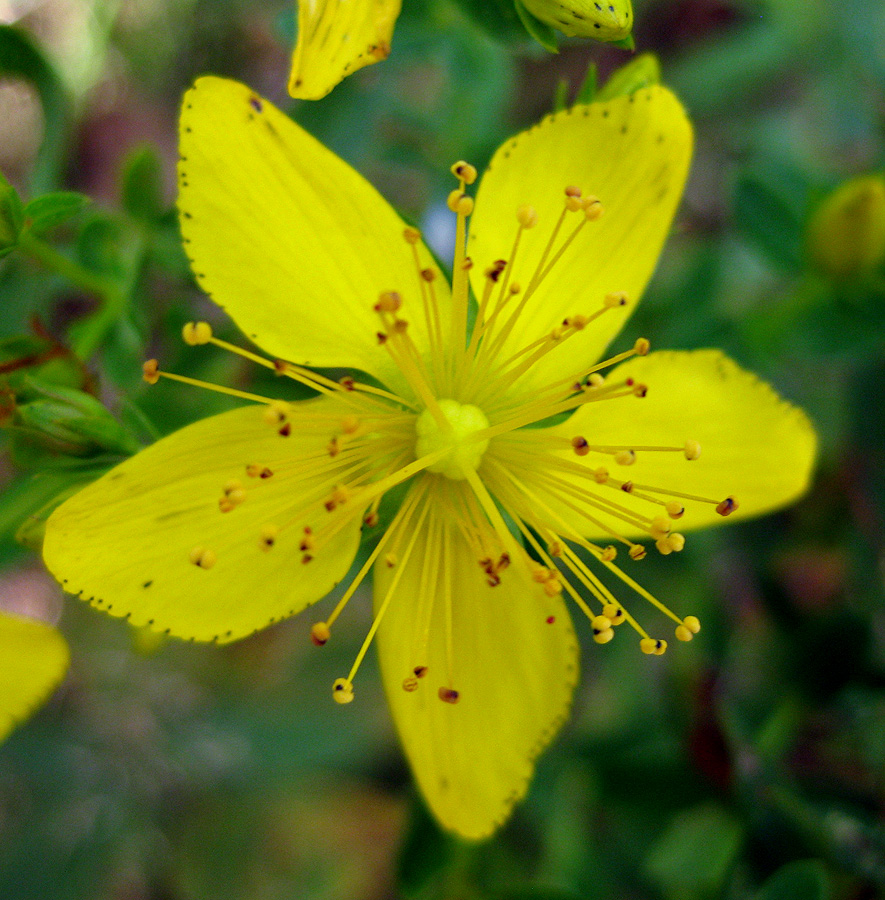 Image of Hypericum perforatum specimen.