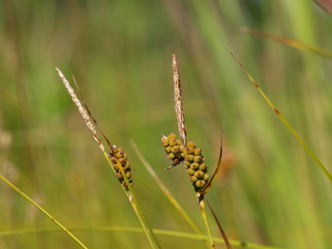 Image of Carex tomentosa specimen.